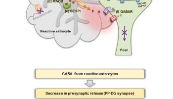 Discovery of new drug targets for memory impairment in Alzheimer's Disease.