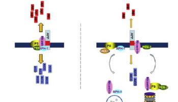 Why people with Down syndrome invariably develop Alzheimer’s disease.