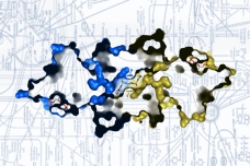 Biologists found that boosting the activity of pyruvate kinase, the enzyme seen here, can prevent tumors from growing.