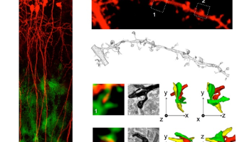 How the brain stabilizes its connections in order to learn better.