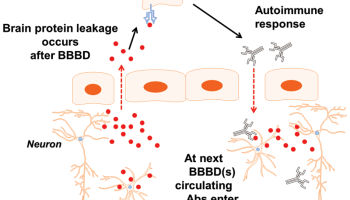 Immune response protein is a link between brain injury and brain disorders.