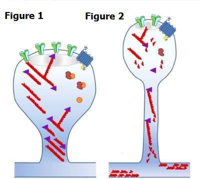 Synapses are shown in this diagram with (Fig 1) and without (Fig 2) MK2/3. Credit: University of Warwick.