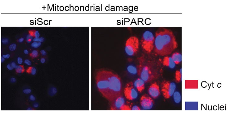 In brain cancer cells, the protein PARC plays a key role in long-term cell survival. In both images, the red represents the protein cytochrome c, which is released when mitochondria are damaged and trigger apoptosis – cell suicide. At left, injured brain cancer cells exhibit little cytochrome c; they use the protein PARC to degrade the released cytochrome c, allowing the cancer cells to survive. At right, when researchers reduced PARC, cytochrome c accumulated, allowing apoptosis to carry on.