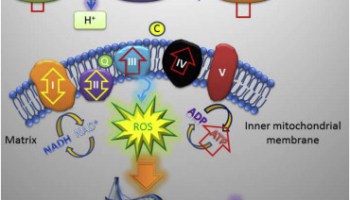 'Rewired' mice show signs of longer lives with fewer age-related illnesses.