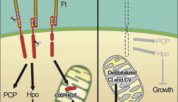 Researchers make scientific history with new cellular connection.