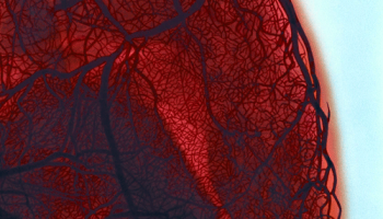 Scientists discover genetic switch that can prevent peripheral vascular disease in mice.