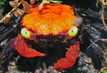 A vampire crab of the species Geosesarma hagen, which has an orange body.