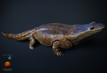 metoposaurus algarvensis, newfound amphibian