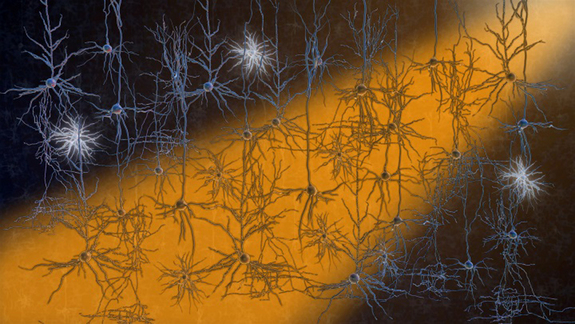 Light sensitive neurons