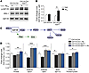 Inhibition of microglial EP2 signaling increases brain IGF1/PI3K signaling