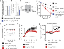 Increased BAT mitochondrial ROS levels support UCP1-dependent thermogenesis in vivo.