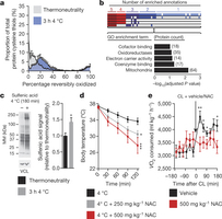 BAT mitochondrial ROS during thermogenesis drives oxidation of cellular and mitochondrial thiols.