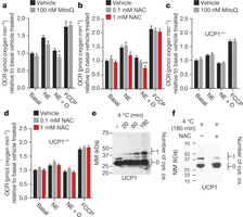 BAT mitochondrial ROS oxidatively modify a cysteine residue on UCP1 and support UCP1-dependent leak respiration.