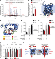 UCP1 Cys253 is sulfenylated during thermogenesis and sensitizes UCP1 to adrenergic activation.