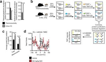 Assessing thiol redox status in vivo and the effect of NAC on movement.