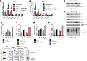 Assessing thermogenic gene expression, adrenergic response parameters, and strategy for determination of UCP1 cysteine thiol redox status.
