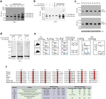 Assessing UCP1 reversible cysteine oxidation status in vivo by immunoblot and mass spectrometry.