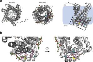 Structure of human UCP1 modelled on the AAC crystal structure including bound cardiolipin and sulfenylation of Cys253.