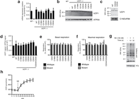 Assessing transduced UCP1 constructs, OCR, and sulfenylation in brown adipocytes.