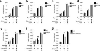 Assessing OCR under basal and FCCP-stimulated maximal respiration, and after noradrenaline stimulation + oligomycin in UCP1−/− primary brown adipocytes transduced with UCP1 cysteine null mutants.