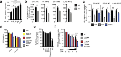 Assessing UCP1-dependent respiration and uncoupling following increasing degrees of adrenergic stimulus.