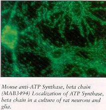 ATPase