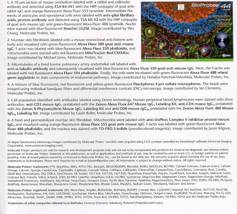 Exlanations to the Fluorescence Images