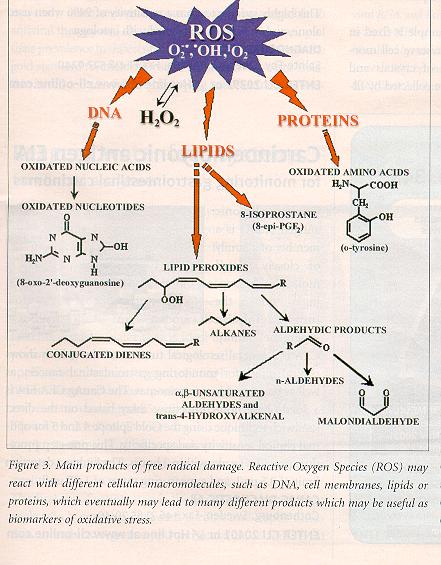 Reactive Oxygen Species (ROS)