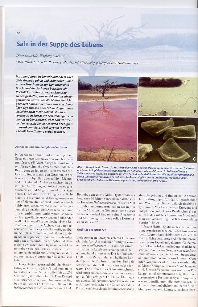 Salz in der Suppe1.jpg